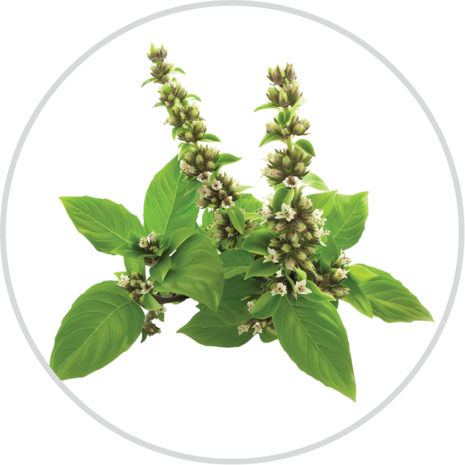 Tulsi